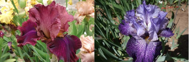 20  Ippadrumon x KB 186 Sämlingsgruppe