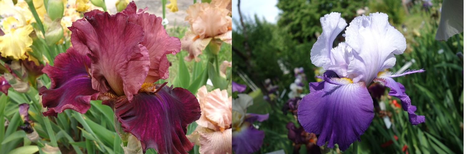 20  Ippadrumon x Jagoflexan Sämlingsgruppe