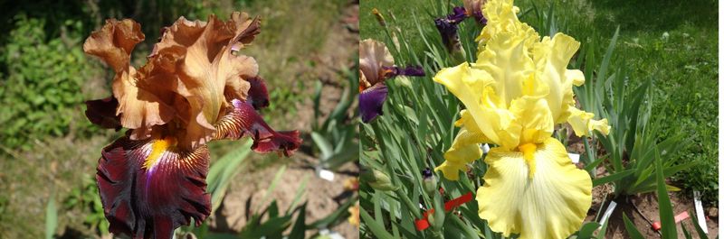 20  Ixtrazack x Jawollabrast Sämlingsgruppe