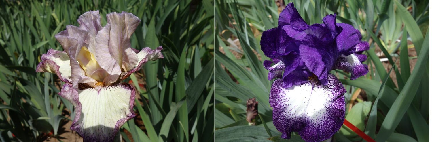 20 Johobrammi x Ipplokluste Sämlingsgruppe