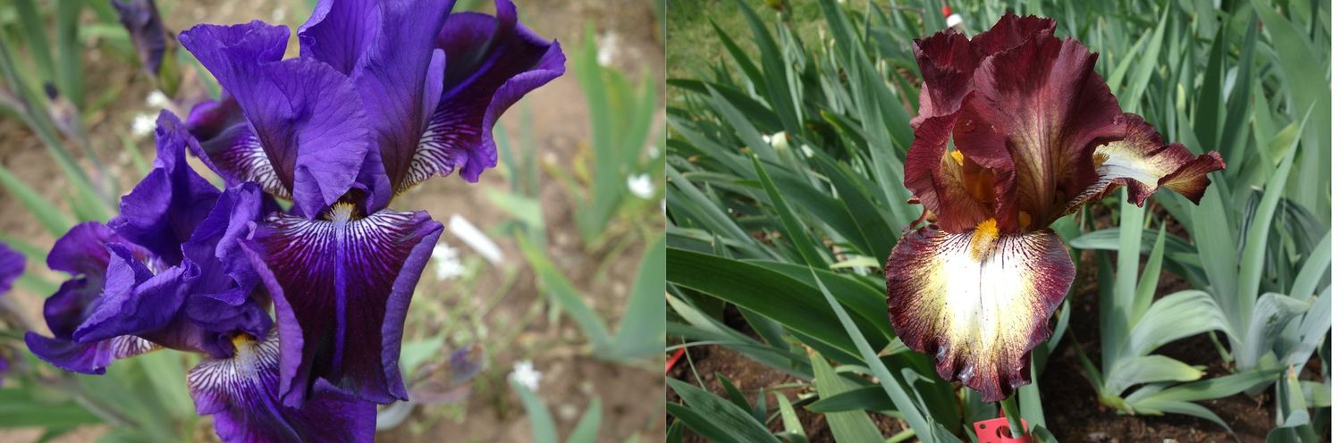 20  Emoquallon x Isomeranopp Sämlingsgruppe