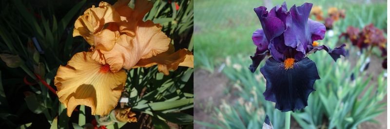 20 Jexatrumpf x Draculas Kiss Sämlingsgruppe