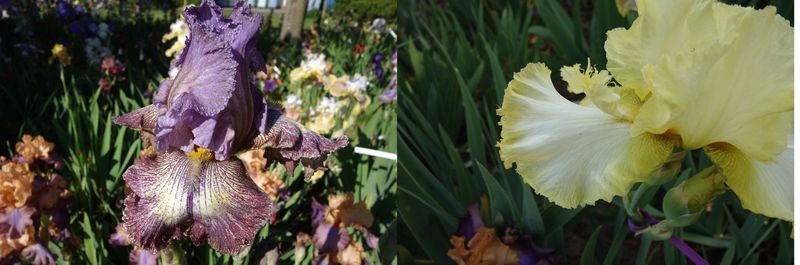 20  Ichtobrexyl x Llybrachatoll  Sämlingsgruppe