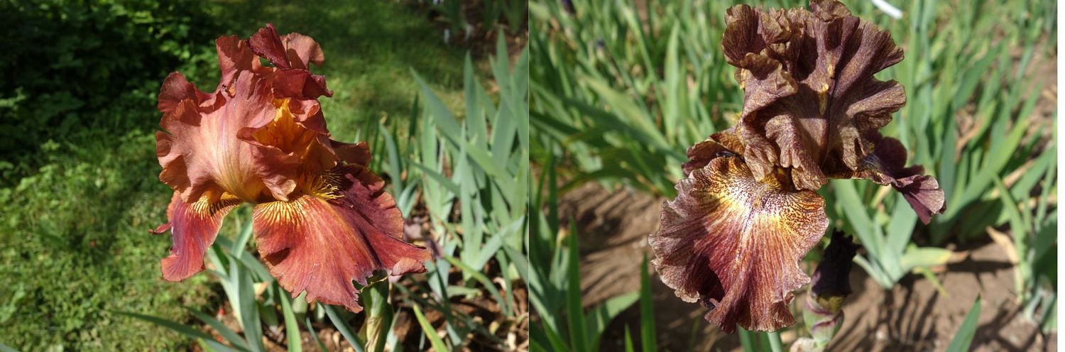 20 Jessabohla x Iwertosyc  Sämlingsgruppe