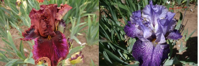 20 Hotsy Totsy x KB 186  Sämlingsgruppe