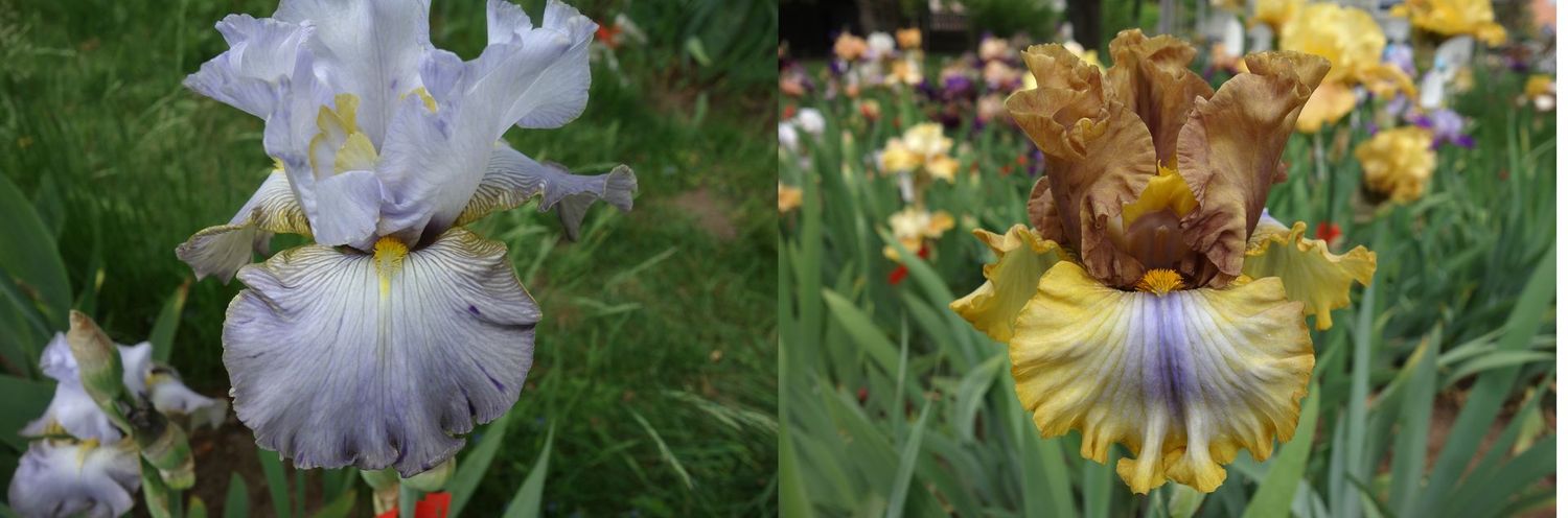 20 Ifirexaback x Jochazimt  Sämlingsgruppe