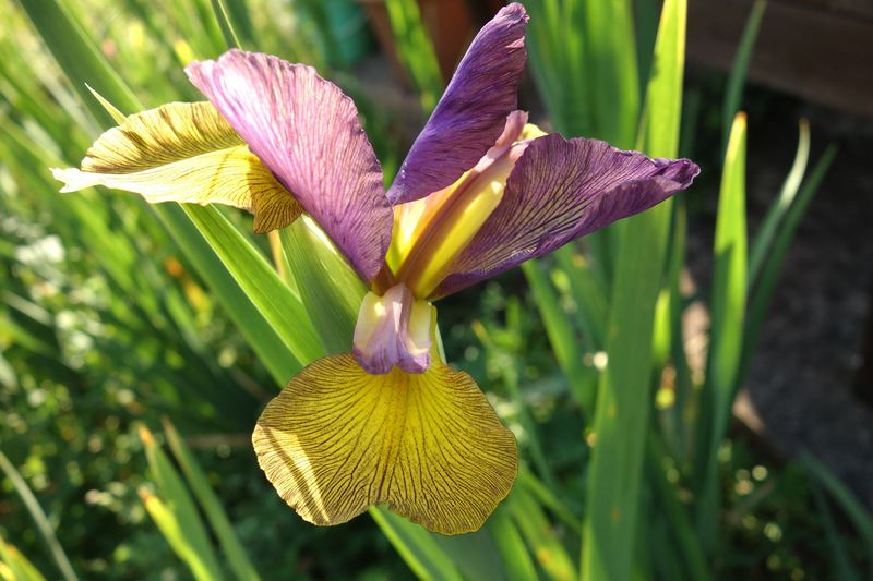 Iris spuria 'Eleonore Hill'