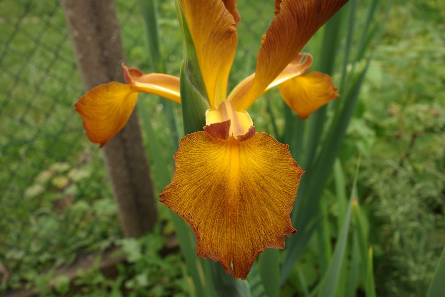 Iris spuria 'Missouri Autumn' Iris spuria 'Missouri Autumn'