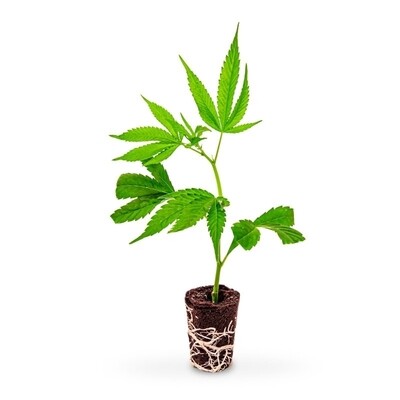 CBD Pflanzen < 0,3% THC