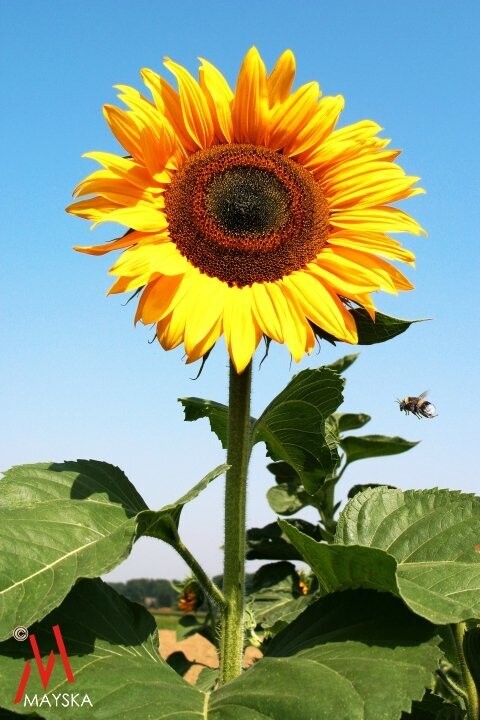 Sonnenblume mit Hummel im Anflug Sonnenblume mit Hummel im Anflug