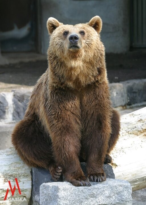 Braunbär, sitzend