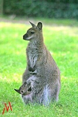 Känguru mit Kind