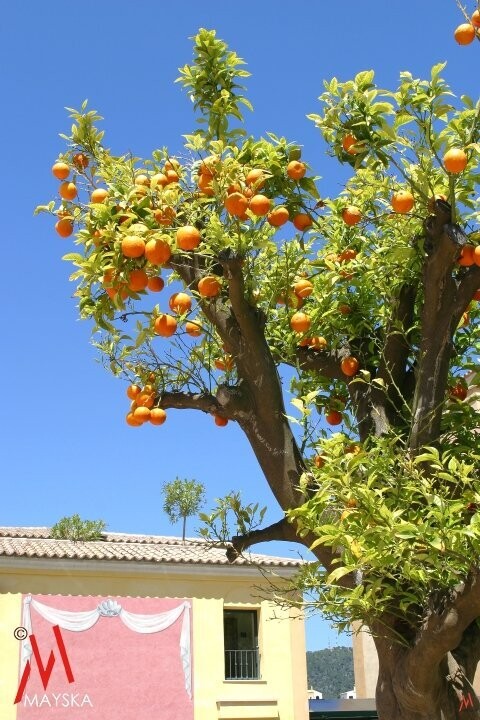 Orangenbaum