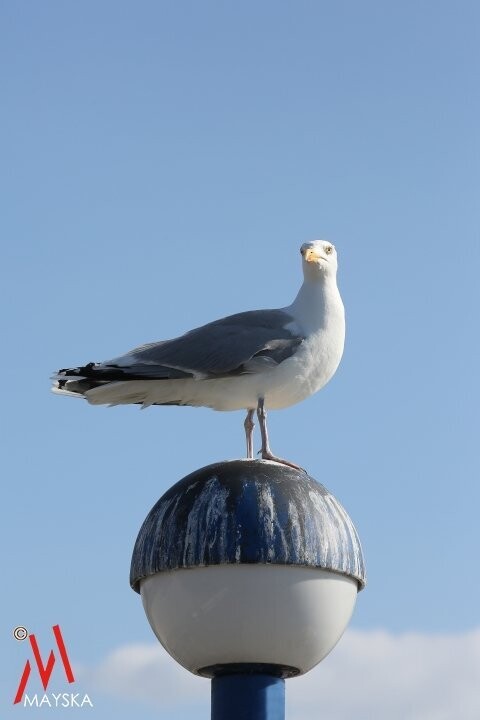 Mövenblick