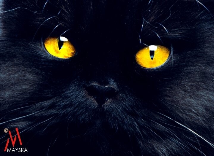 Cat is watching you Cat is watching you