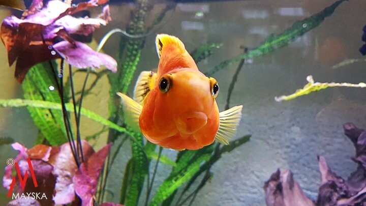 Auge in Auge mit dem Fisch Auge in Auge mit dem Fisch