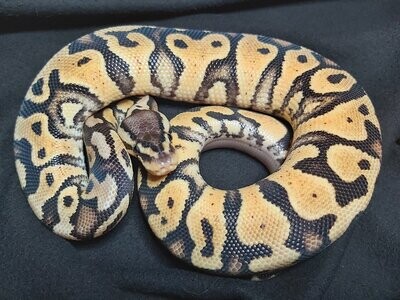 SNAKES FOR SALE
