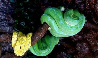 Pythons