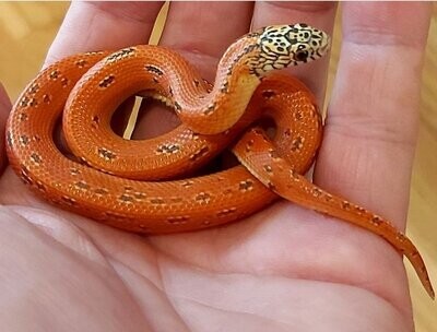 Kingsnakes