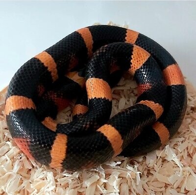 Milksnakes