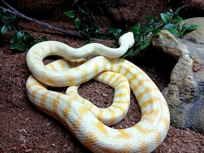 Carpet pythons