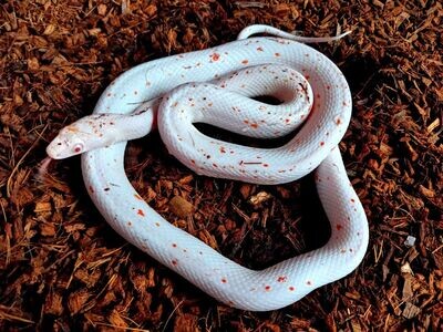 Cornsnakes