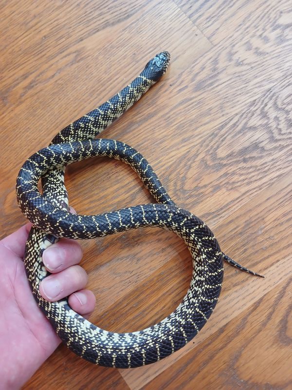1.0 Lampropeltis getula splendida, Kongesnok