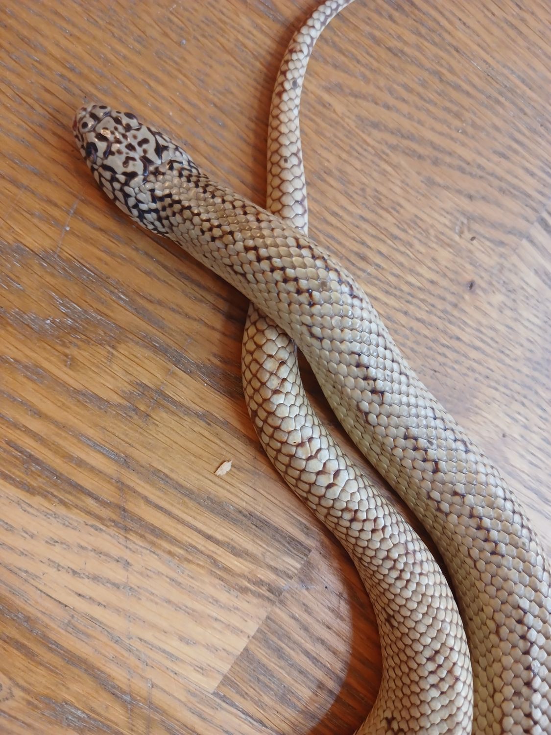 1.0 Lampropeltis getula floridana, Kongesnok