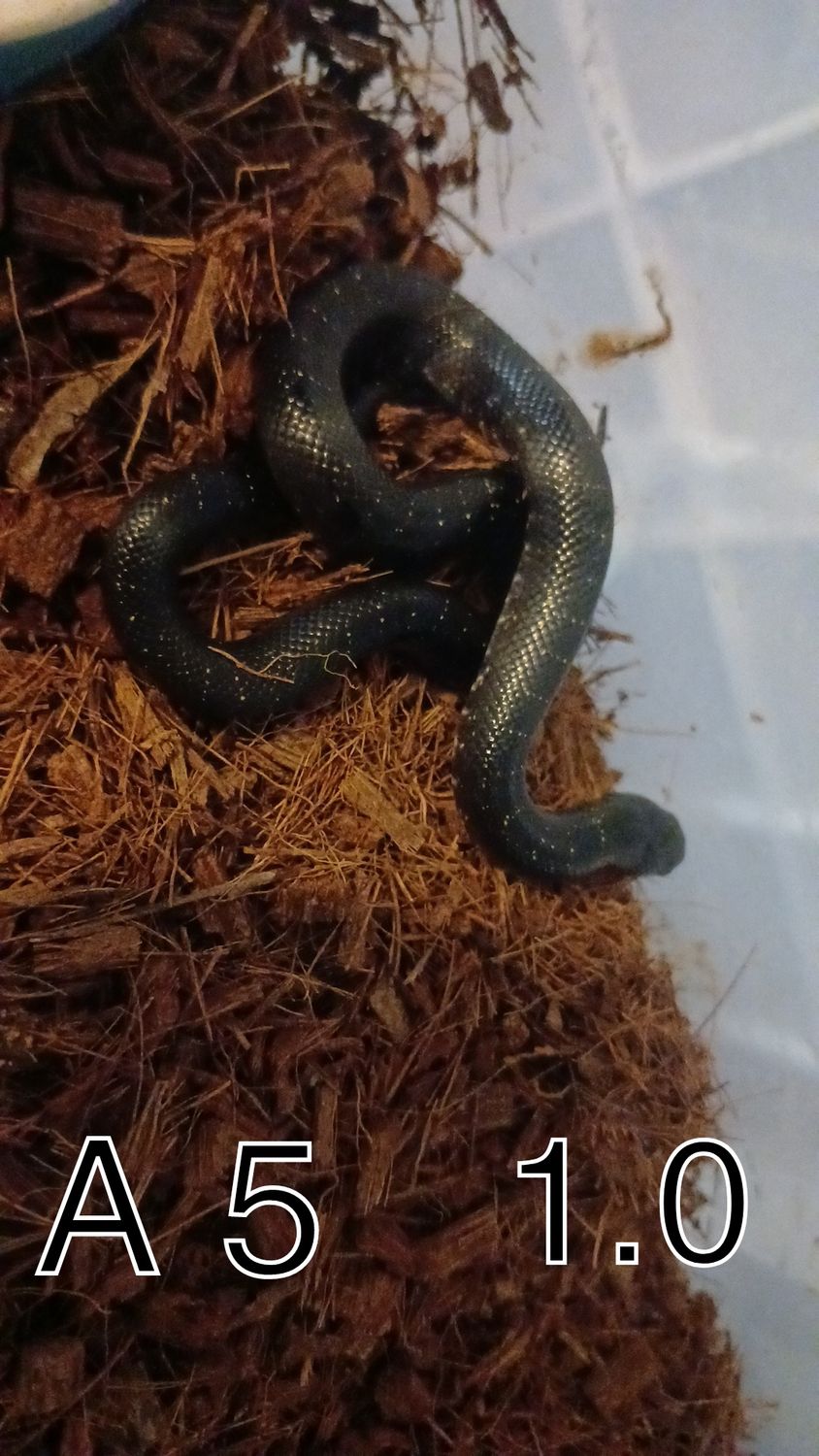 A 5, 1.0. Lamprpeltis getula nigrita
