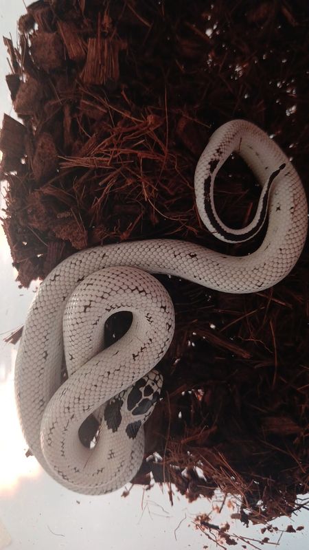 B 6. 0.1 Lampropeltis californiae, Extreme high white