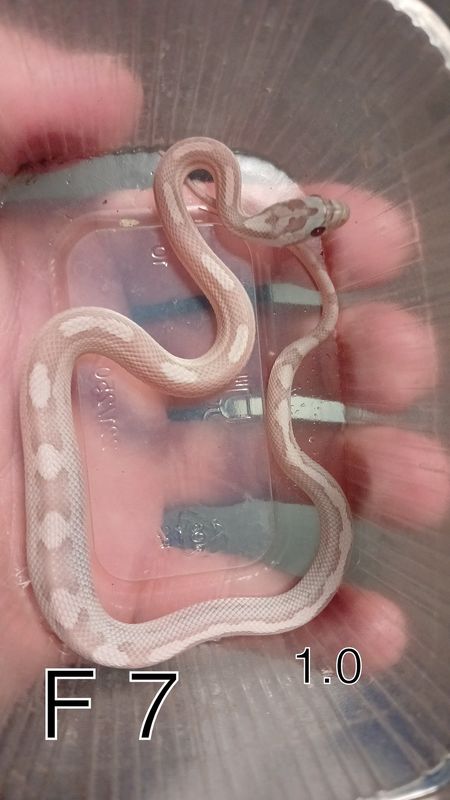 F 7, 1.0, Pantherophis guttatus, Kornsnok
