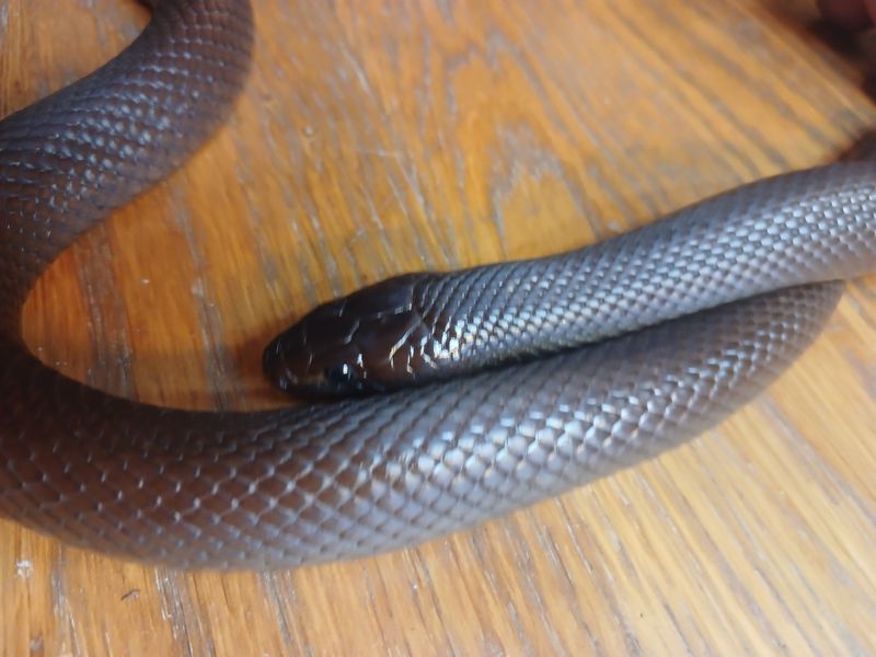 0.1 Lampropeltis californiae, Hyper het blizzard
