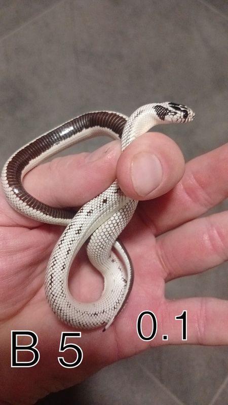 B 5, 0 1 Lampropeltis californiae, Extreme high white