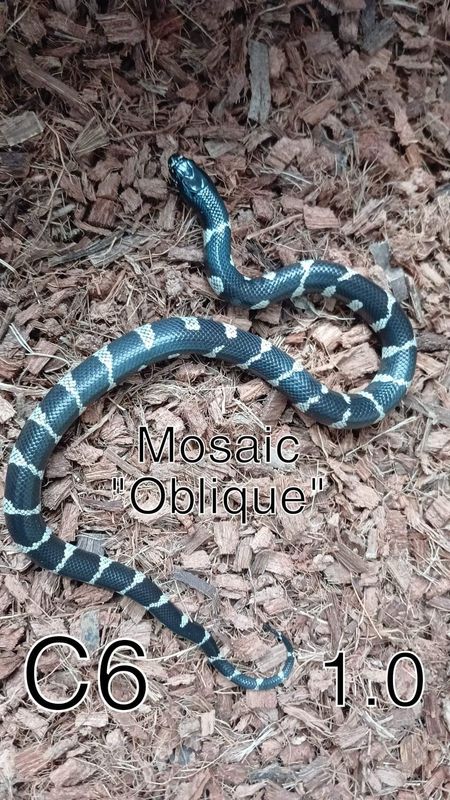 C 6, 1.0, Lampropeltis californiae, mosaic oblique