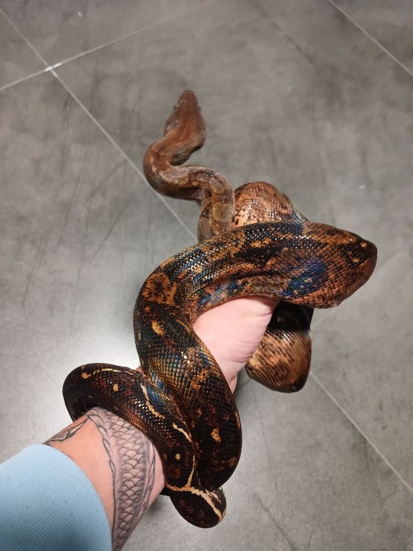 1.0 Boa imperator, Corn island, Stokl line
