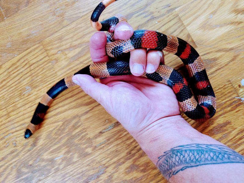 0.1 Lampropeltis triangulum campbelli, Halloween