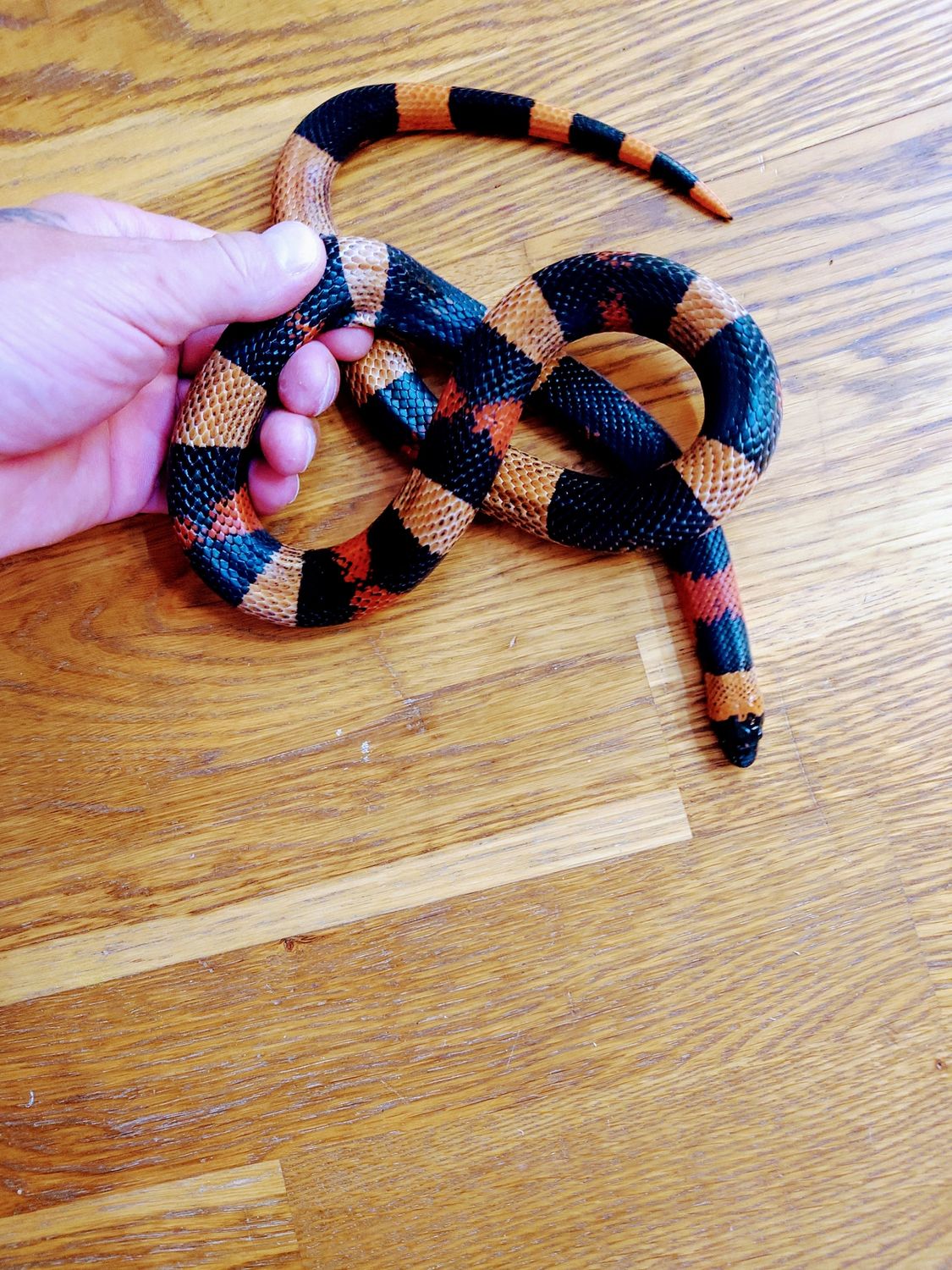 1.0 Lampropeltis triangulum campbelli, Halloween