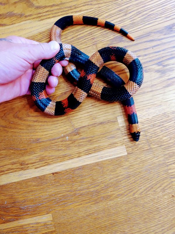 1.0 Lampropeltis triangulum campbelli, Halloween