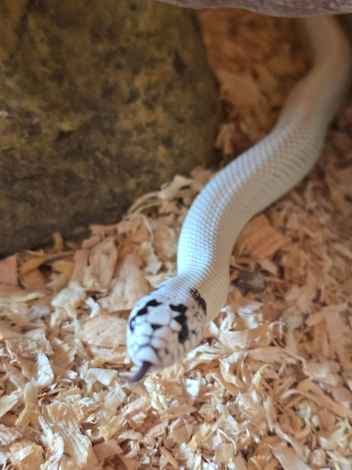 1.0 Lampropeltis californiae, Extreme high white