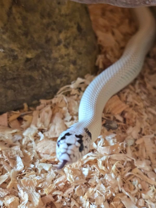 1.0 Lampropeltis californiae, Extreme high white