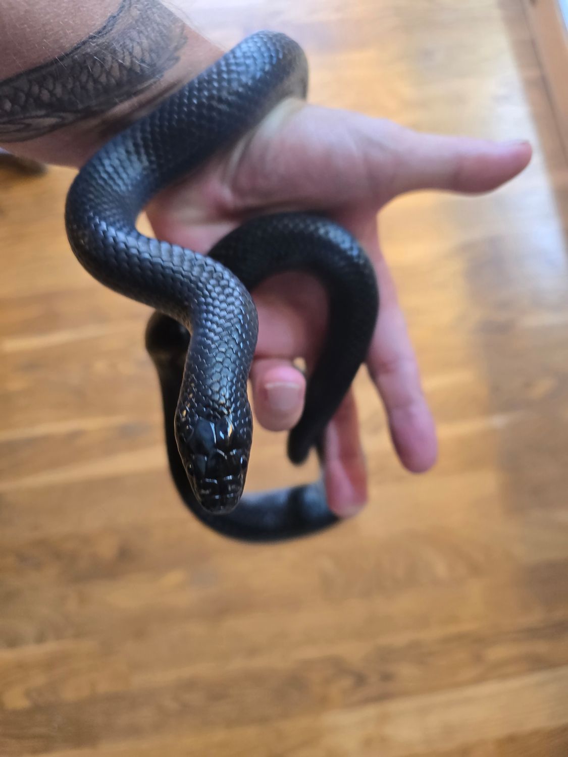 1.0 Lampropeltis triangulum gaigeae