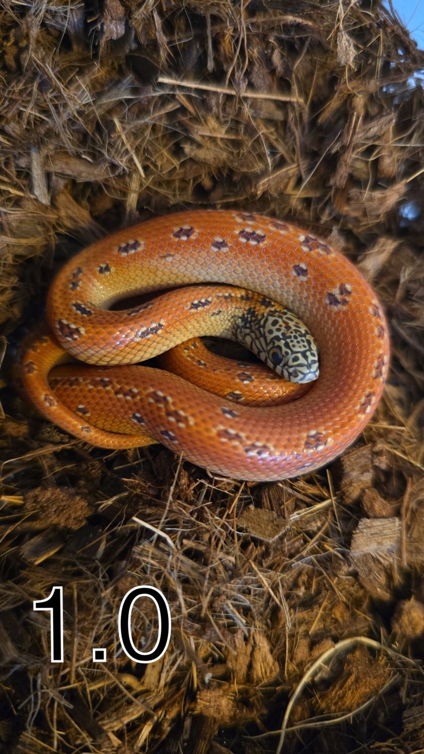 1.0Lampropeltis getula floridana, Hypo mosaic