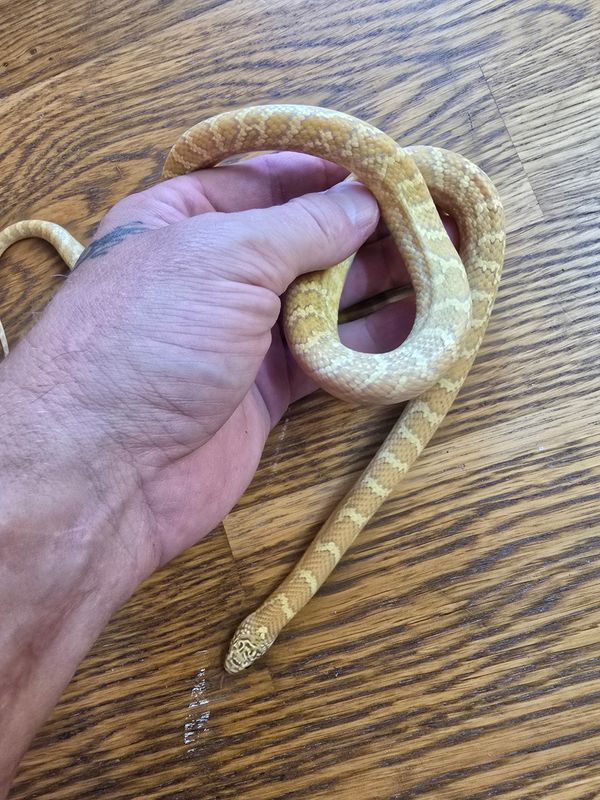 1.0 Lampropeltis getula floridana, hypo lavender