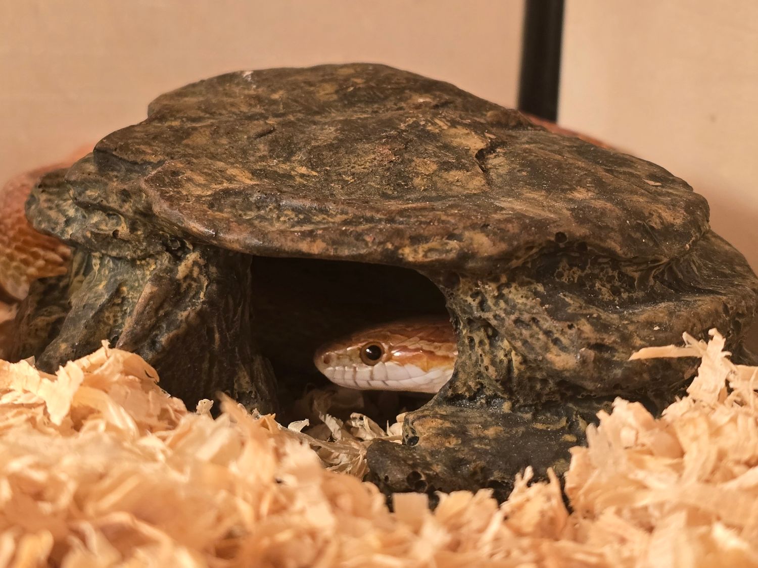 0.1 Pantherophis guttatus
