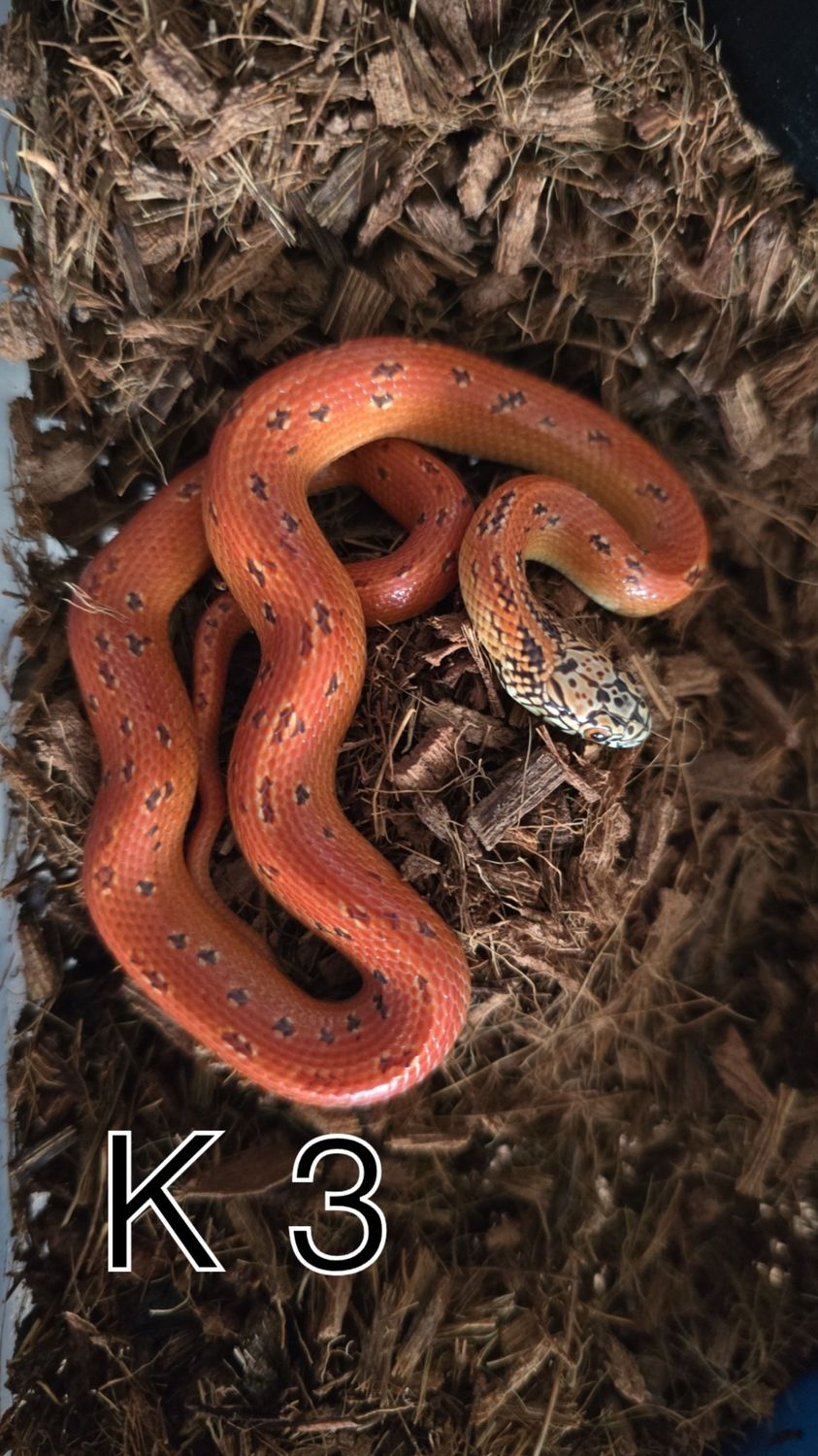 1.0 K3 Lampropeltis getula floridana, hypo mosaic