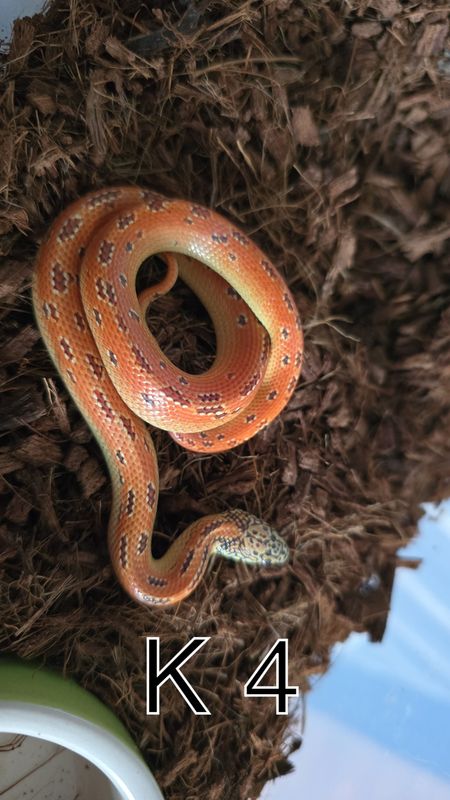 1.0 K4. Lampropeltis getula floridana. Hypo mosaic