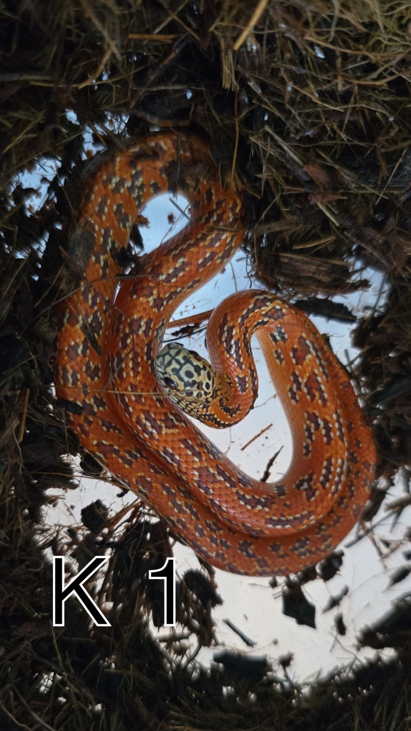 0.1 K1. Lampropeltis getula floridana. Hypo mosaic