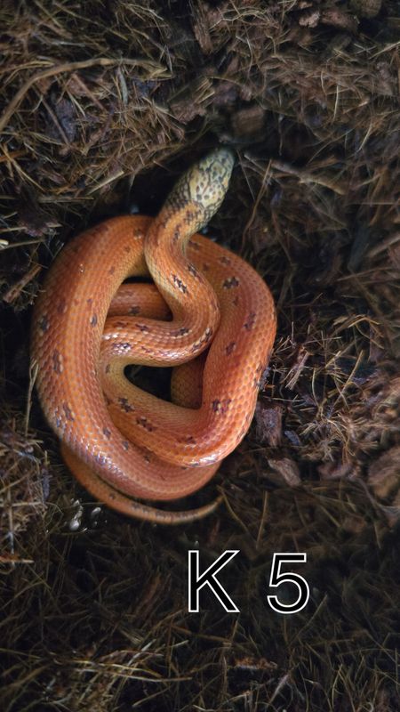 1.0 K5 Lampropeltis getula floridana. Hypo mosaic