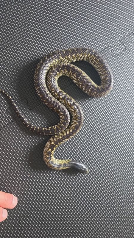 0.1 Lampropeltis getula splendida