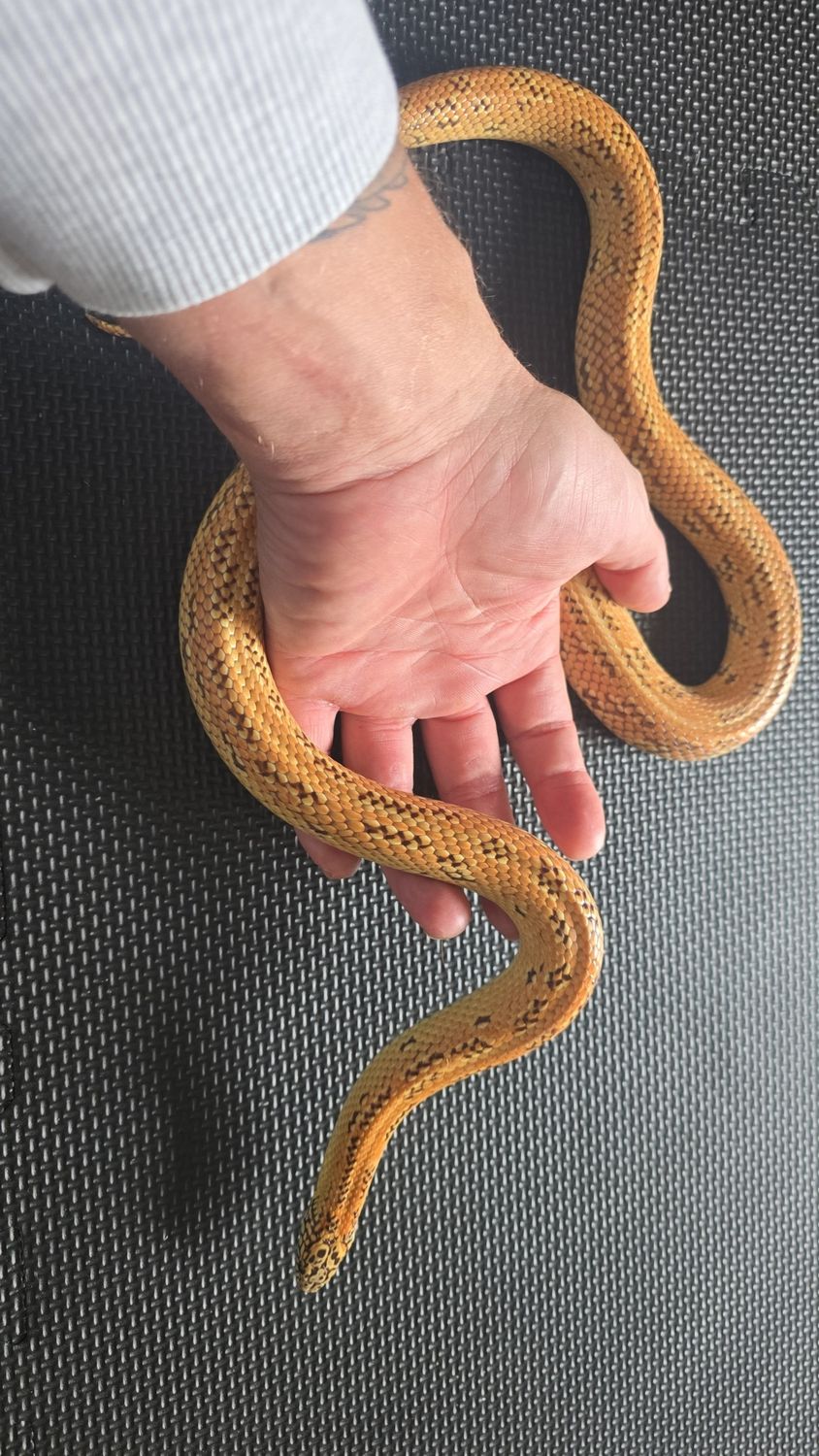 0.1 Lampropeltis getula floridana